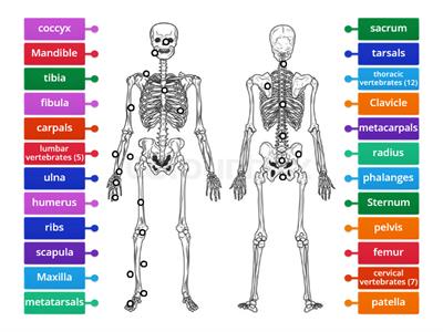 Skeletal System - Human Biology