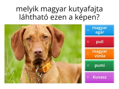 9 magyar kutyafajta