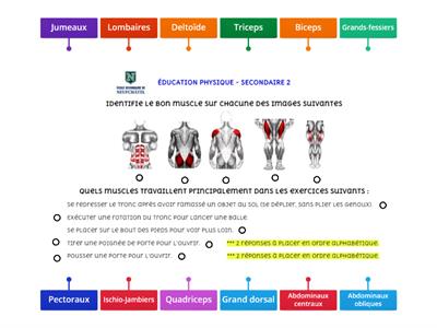 Examen muscles - Secondaire 2