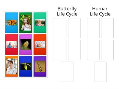 Human life cycle 