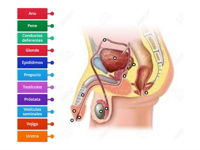 1°A Aparato reproductor masculino 