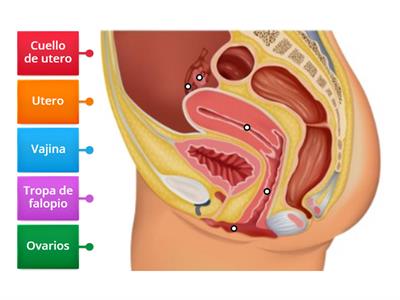 Sistema reproductor femenino