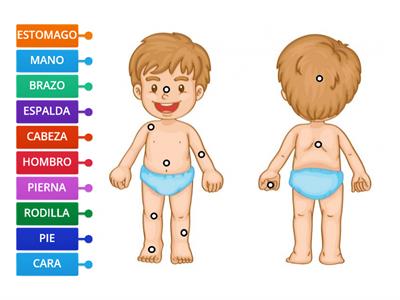 PARTES DEL CUERPO ESPAÑOL