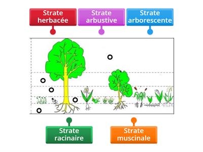 Les strates de la forêt