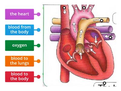 Heart system 