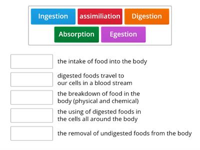 Processes in the Digestive System