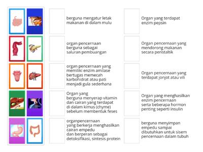 SISTEM PENCERNAAN