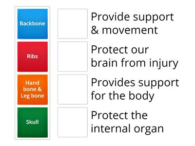 Human Skeletal System
