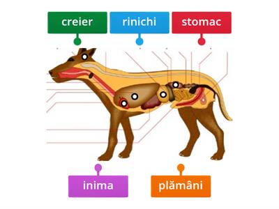 Organe interne majore - câinele