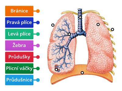 Plíce - popis