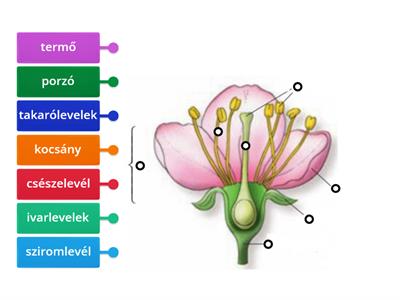 A virág részei  OFI 5.