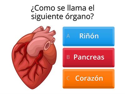 NOMBRE DE LOS ORGANOS DEL CUERPO 