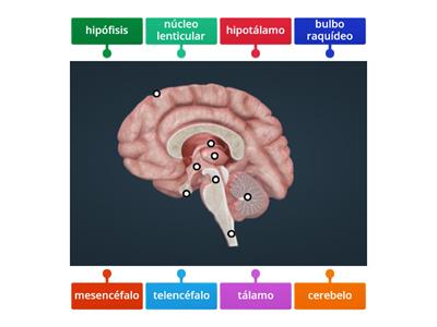 Cerebro