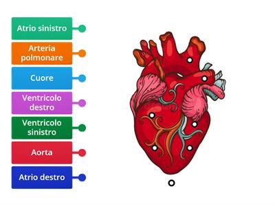 Apparato circolatorio (cuore)