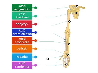 kości kończyny górnej