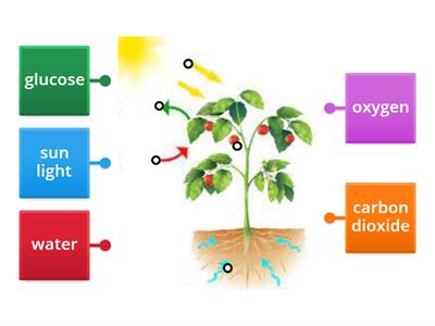 Photosynthesis - Grade 6 Science