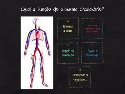 Sistema Circulatório - 5º ANO MANHÃ