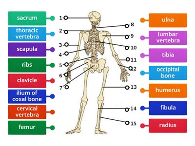 Appendicular Skeleton (Posterior View) 2022
