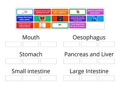 The Digestive System