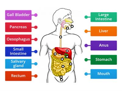 Digestive System labelling