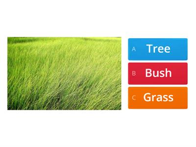Types of plants : tree, bush or grass?