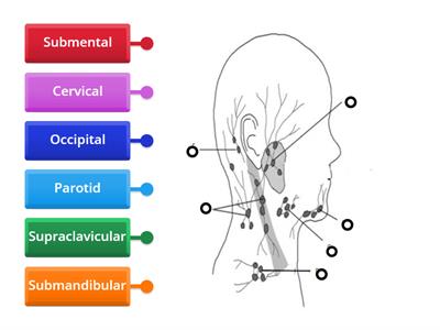 Lymph nodes l3 beauty - Teaching resources