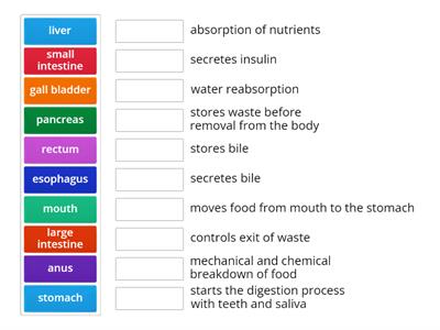 Digestive System Physiology