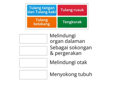 Sistem Rangka Manusia