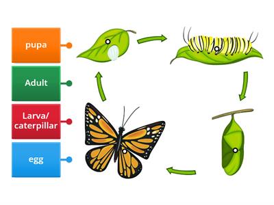 Jc of Butterfly life cycle 