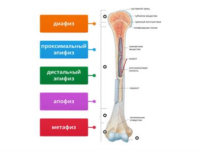 Анатомия 5 Задание 1.1 Строение кости