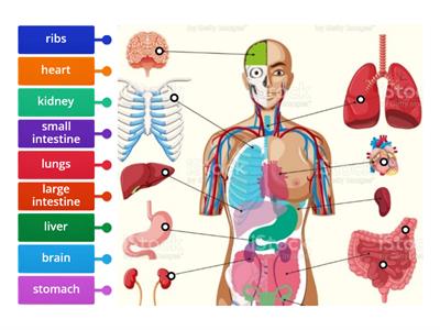 3A Body organs (Sol Int)