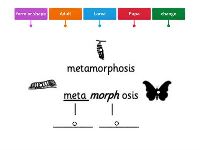 CUSP Y2 word analysis - metamorphosis