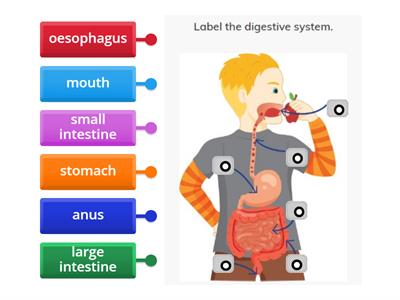 The digestive system (organs)