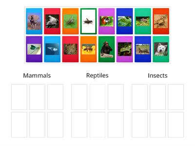 Mammals, reptiles, insects