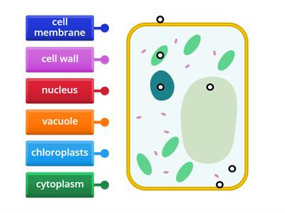 Plant cell