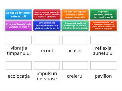 Reflexia sunetului .Ecoul.Auzul .iris&med