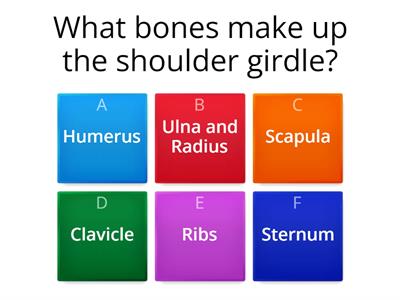 The Appendicular Skeleton Quiz