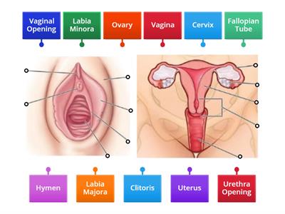 Female Reproductive System