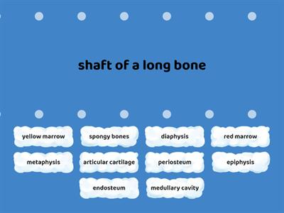 C02. Skeletal. Sys. (3) General Features of a Long bone