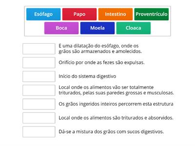 Sistema digestivo das aves granívoras