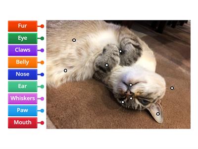 Easy Cat Quiz