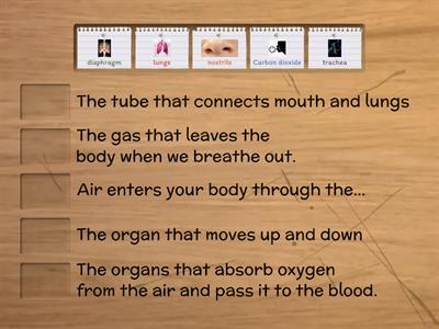 Respiration organs