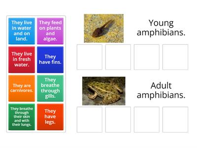 Young amphibians/Adult amphibians.