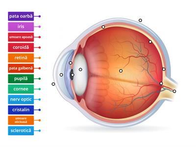 Alcatuirea ochiului 1