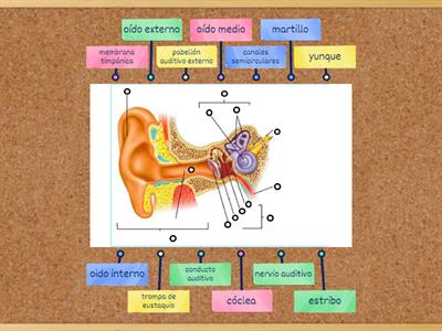 Anatomía del Oído