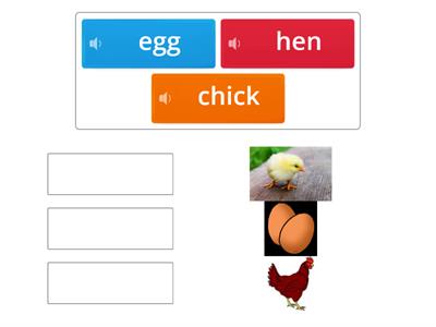 Match up life cycle of a chicken early years 