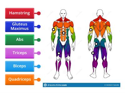  Muscular System