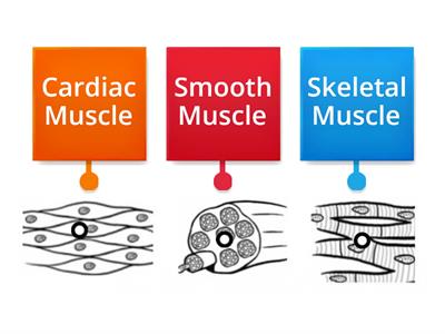 Types of Muscles