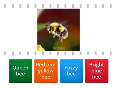 Describing Bees