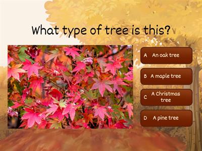 Grade 4 - Autumn quiz